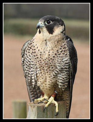 African Peregrine Falcon 
