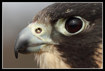 African Peregrine Falcon close up