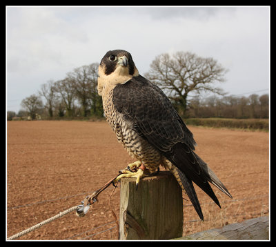 African Peregrine Falcon 