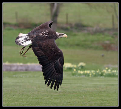 Bald Eagle Juvenile 