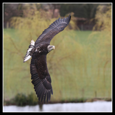 Bald Eagle Juvenile 