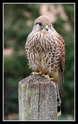 Kestrel (female)