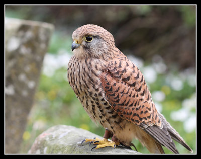 Kestrel (female)