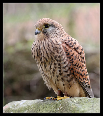 Kestrel (female)