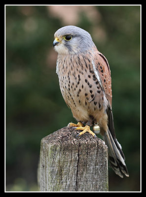 Kestrel (male)