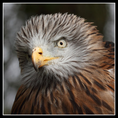 Red Kite 