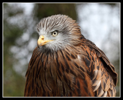 Red Kite 