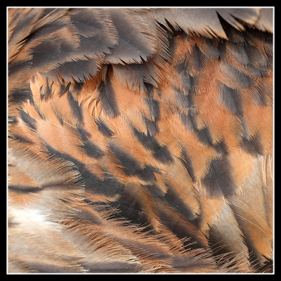 Red Kite feather detail
