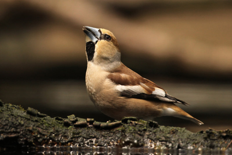 Appelvink - Hawfinch
