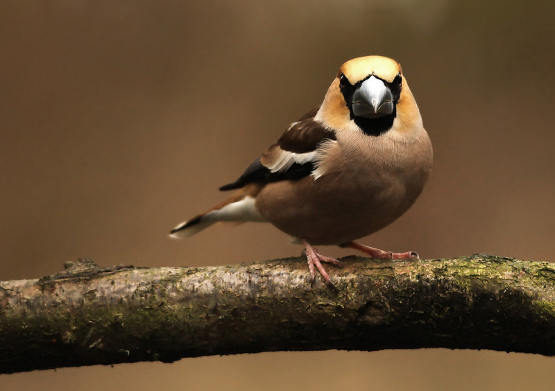 Appelvink - Hawfinch