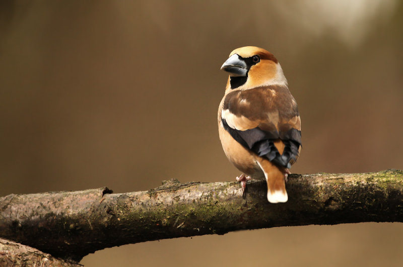 Appelvink - Hawfinch
