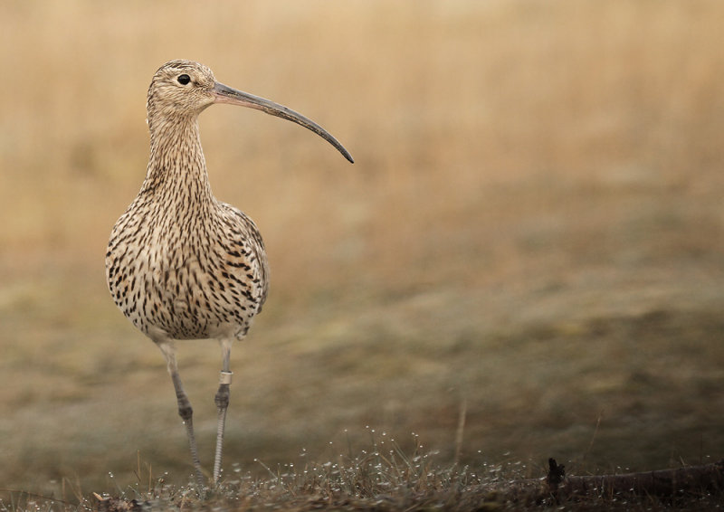 Wulp - Curlew