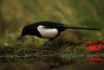 Ekster - Magpie