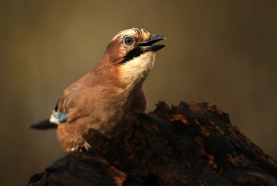 Gaai - Jay