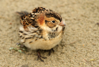 Ijsgors - Lapland bunting