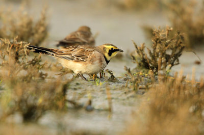 Strandleeuwerik - Shore lark