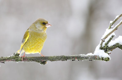 Groenling - Greenfinch