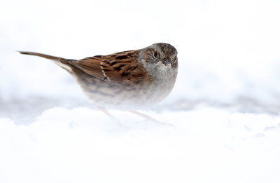 Heggenmus - Dunnock