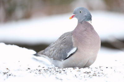 Houtduif - Wood Pigeon