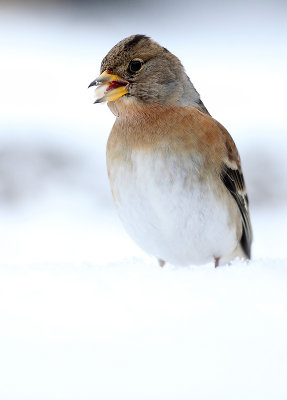 Keep - Brambling