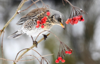 Kramsvogel - Fieldfare