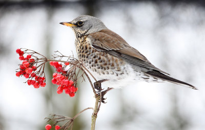 Kramsvogel - Fieldfare