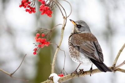 Kramsvogel - Fieldfare