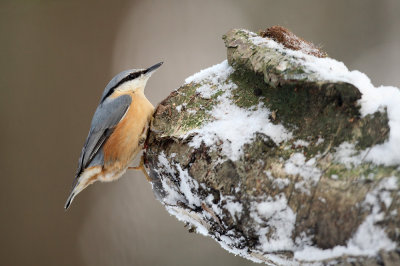 Boomklever - Nuthatch