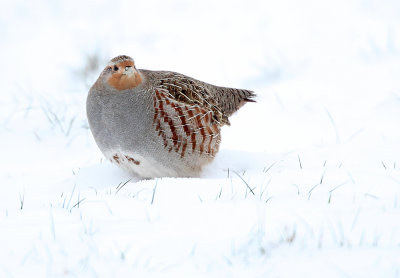 Patrijs - Grey Partridge