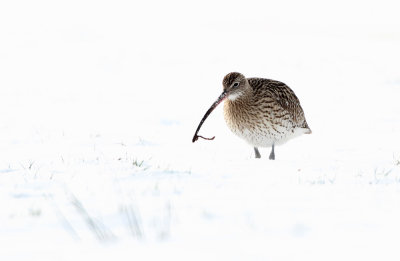 Wulp - Curlew
