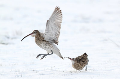 Wulp - Curlew