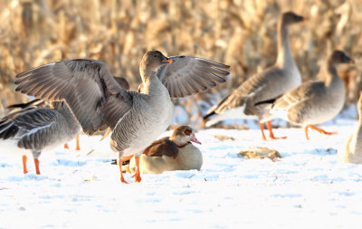 Toendrarietgans - Bean Goose