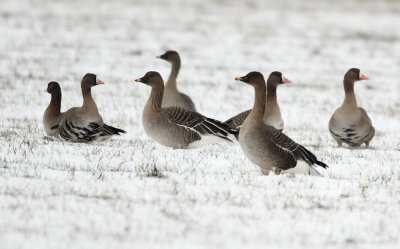 Toendrarietgans - Bean Goose