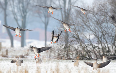 Toendrarietgans - Bean Goose