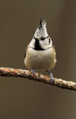 Kuifmees - Crested Tit