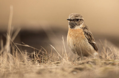 Roodborsttapuit - Stonechat