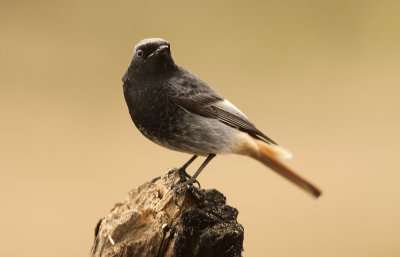 Zwarte Roodstaart - Black Redstart