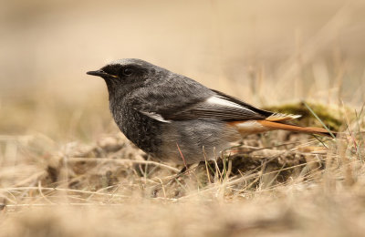 Zwarte Roodstaart - Black Redstart