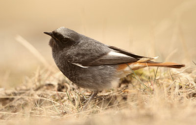 Zwarte Roodstaart - Black Redstart