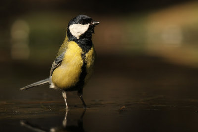 Koolmees - Great Tit