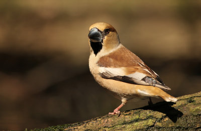 Appelvink - Hawfinch