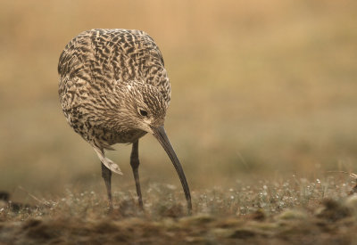 Wulp - Curlew