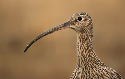 Wulp - Curlew