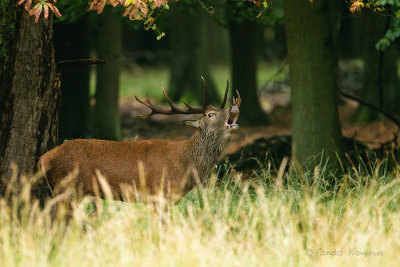 Red Deer - Edelhert 