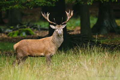 Red Deer - Edelhert 