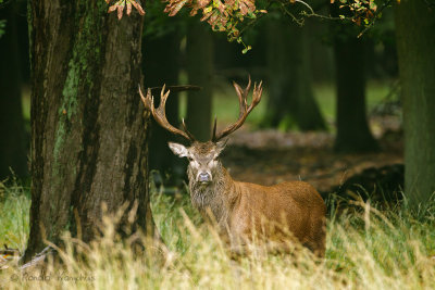 Red Deer - Edelhert 