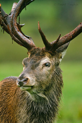 Red Deer - Edelhert 