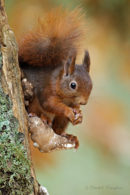 Red Squirrel - Eekhoorn 
