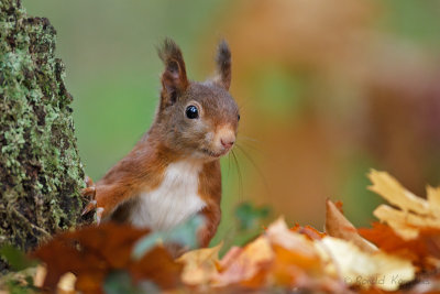 Red Squirrel - Eekhoorn