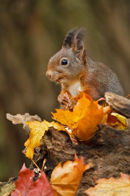 Red Squirrel - Eekhoorn 